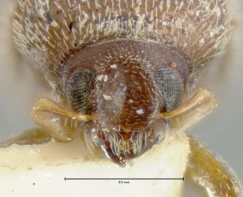 Media type: image;   Entomology 971 Aspect: head frontal view